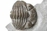 Enrolled Eldredgeops Trilobite Fossil - Ohio #224925-1